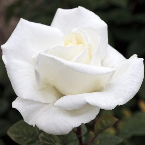Trandafiri online - Alb - trandafir teahibrid - trandafir cu parfum intens - Rosa Anne Poulsen® - Alain Meilland - ,-